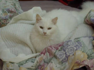 promiseonmybed.jpg
